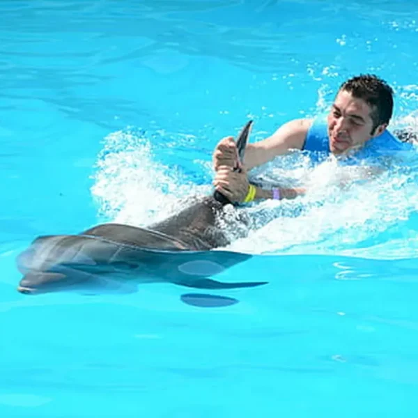nado delfines 1