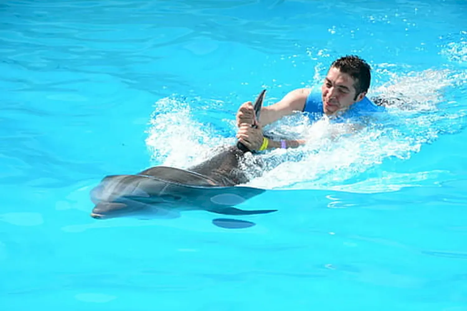 nado delfines 1