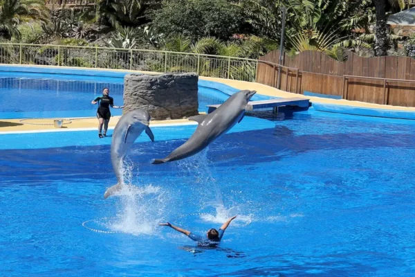nado delfines 4