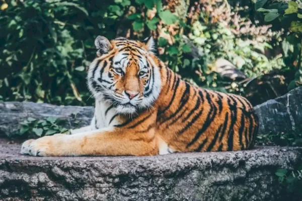MONTERREY BIOPARQUE TIGRE
