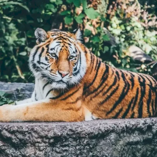 MONTERREY BIOPARQUE TIGRE