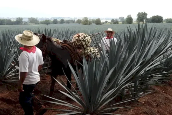 Tequila-3